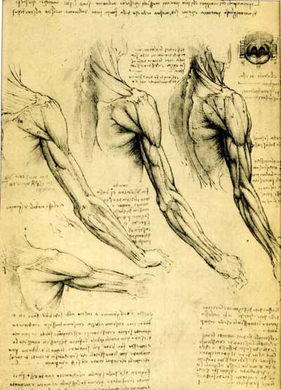 arm studies