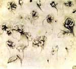 botanical study Leonardo da Vinci