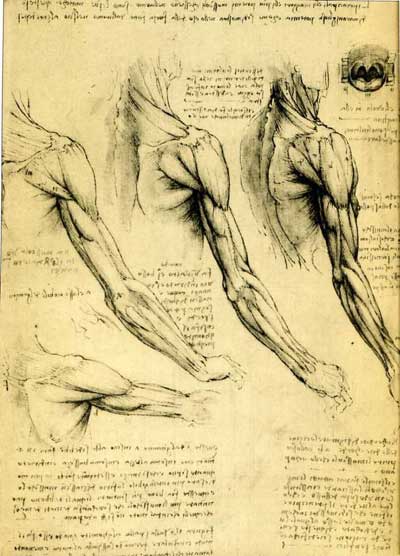 leonardo drawings, a study of anatomy from the
