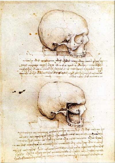 leonardo drawings, a study of anatomy from the