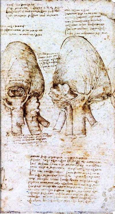 leonardo drawings, a study of anatomy from the Renaissance master