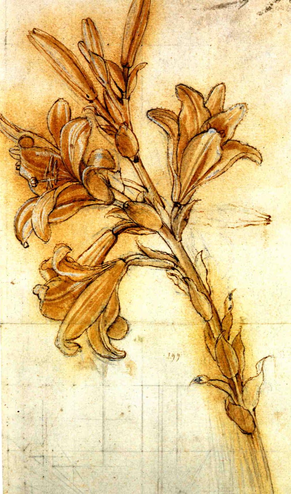 Da Vinci Drawings