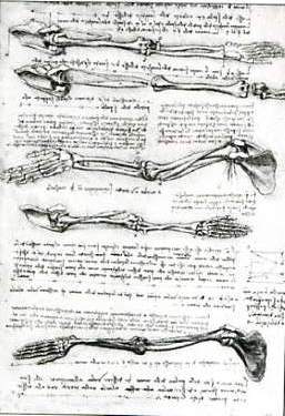 Studies of the bones of the arm, Leonardo da Vinci.