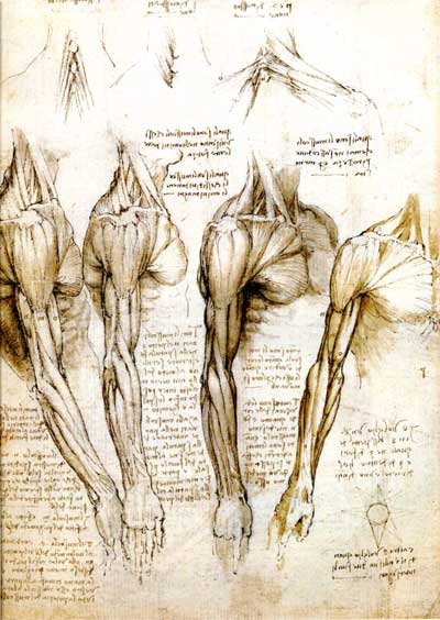 Anatomy professor uses 500-year-old da Vinci drawings to guide cadaver  dissection, NOVA