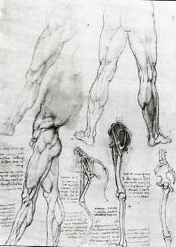 Mans legs compared to a horse, Leonardo da Vinci.