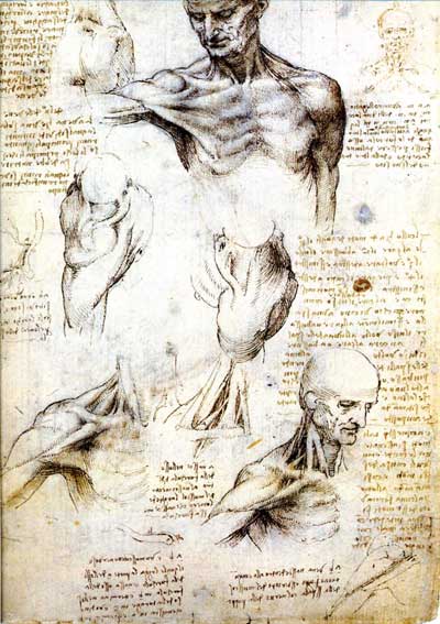 Sketch of a Roaring Lion by Leonardo da Vinci